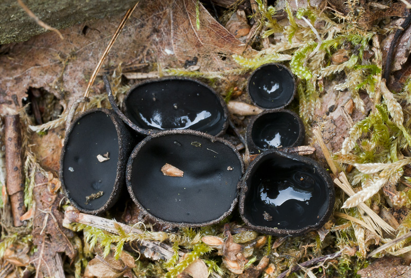 Pseudoplectania nigrella